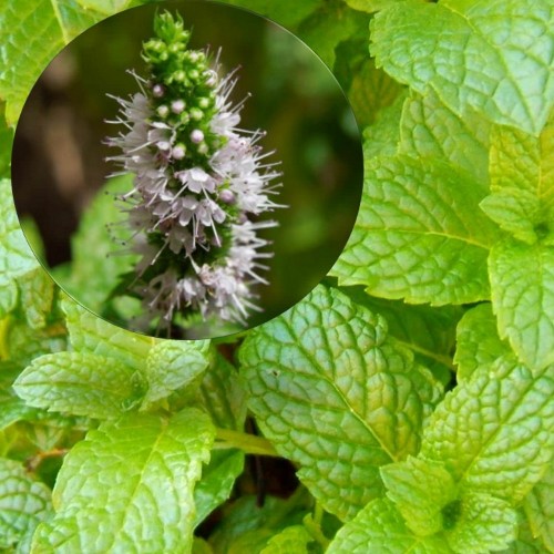 Mentha spicata 'Garden Mint' - Rohemünt 'Garden Mint' 